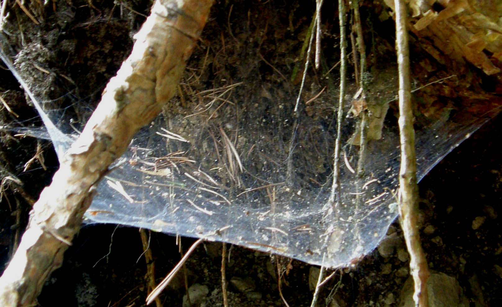 Spessa ragnatela